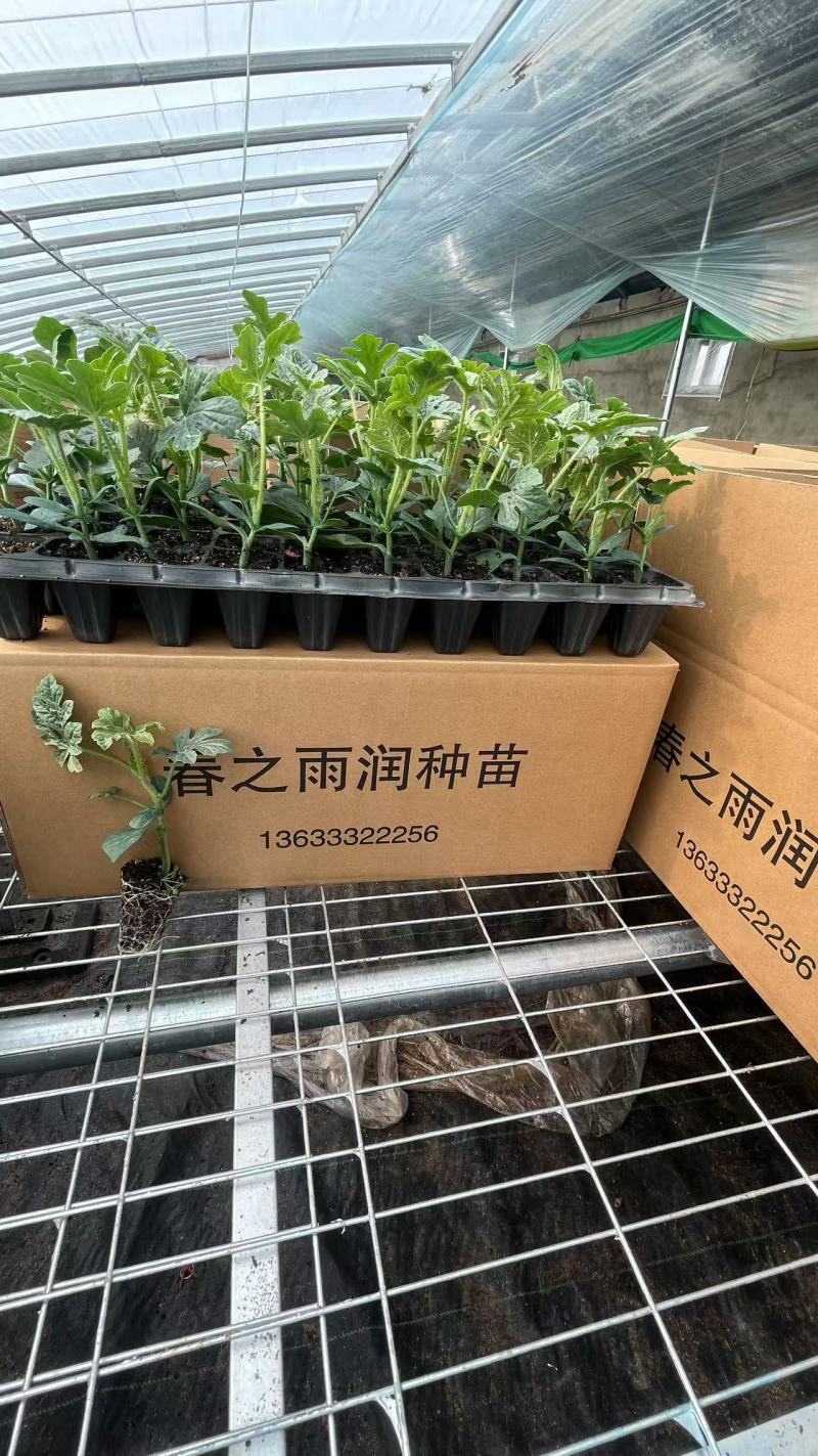 供应优质西瓜苗，嫁接西瓜苗，直根苗。