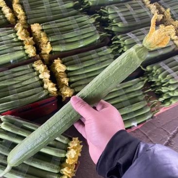 鲜花丝瓜，产地直发，大量有货，欢迎各位老板咨询采购