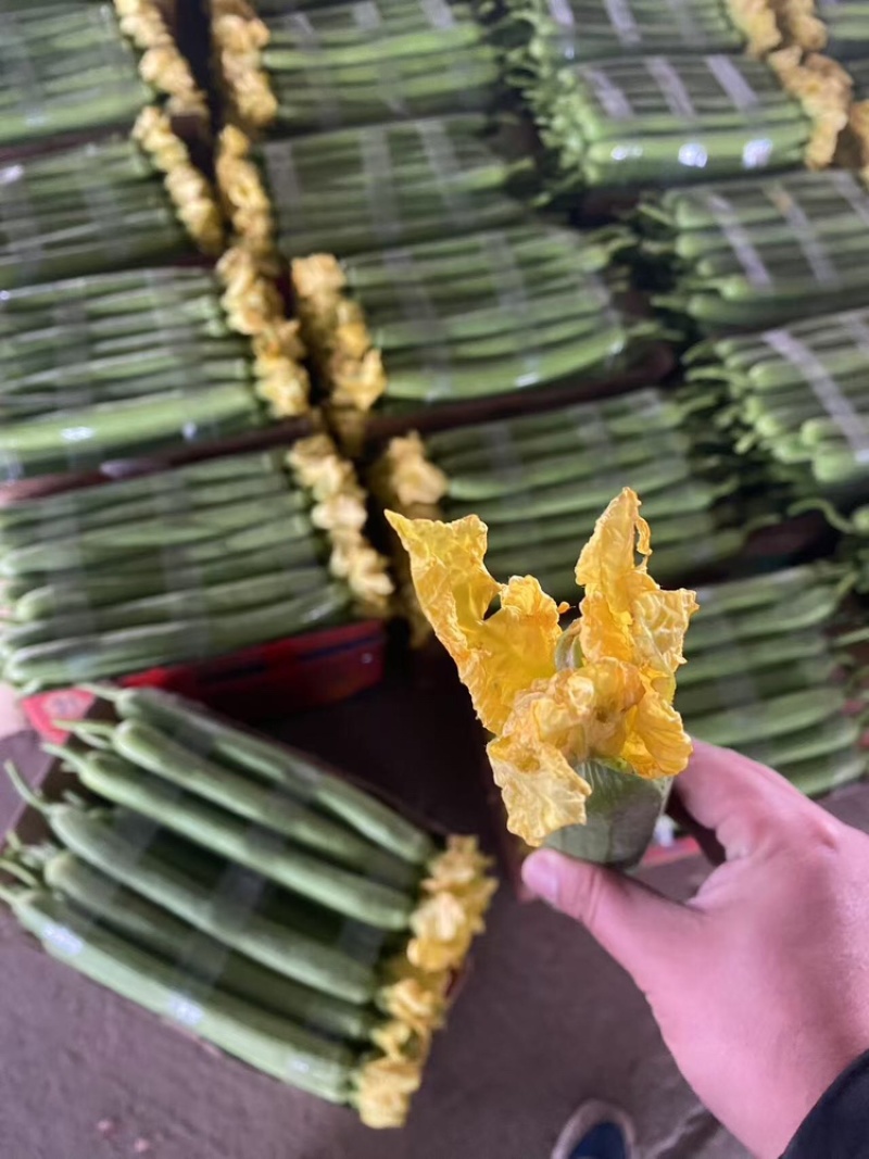 鲜花丝瓜，产地直发，大量有货，欢迎各位老板咨询采购