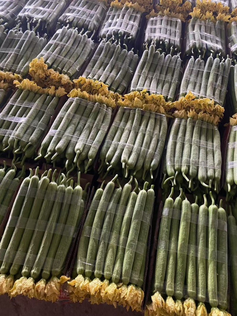 鲜花丝瓜，产地直发，大量有货，欢迎各位老板咨询采购