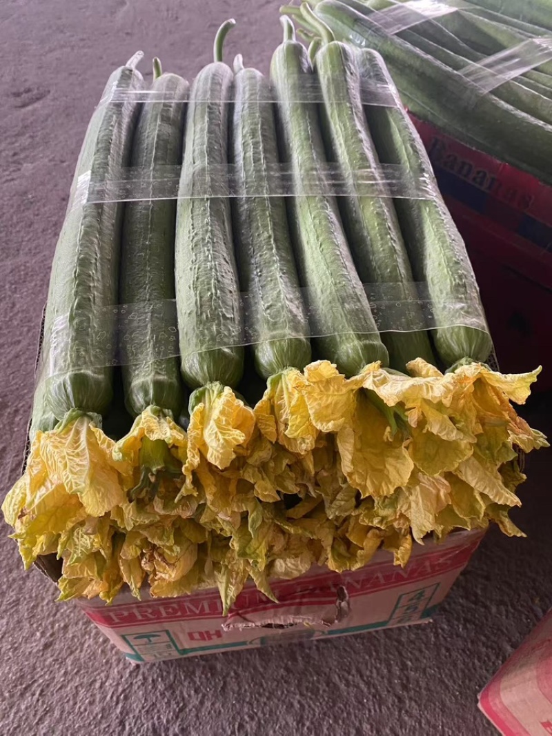 鲜花丝瓜，产地直发，大量有货，欢迎各位老板咨询采购