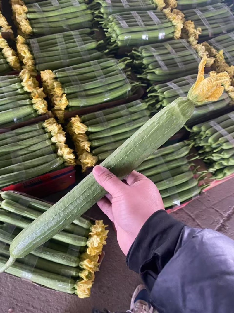鲜花丝瓜，产地直发，大量有货，欢迎各位老板咨询采购