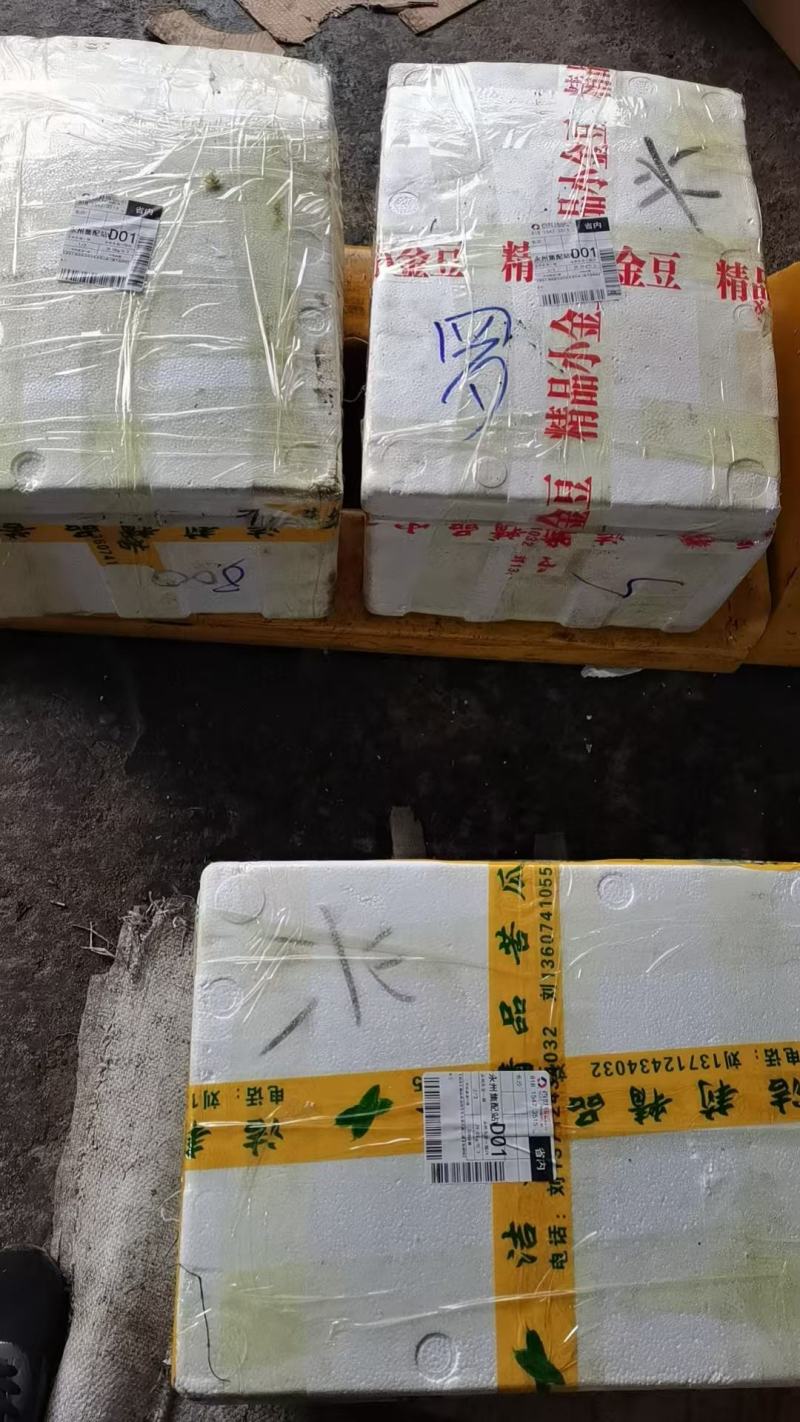 精品紫花百部苗大量供应，货源充足，量大从优，规格齐全。