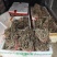 精品紫花百部苗大量供应，货源充足，量大从优，规格齐全。