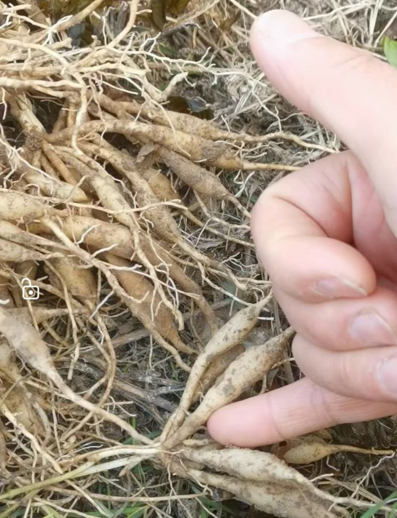 精品紫花百部苗大量供应，货源充足，量大从优，规格齐全。