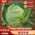 新野甘蓝绿甘蓝中甘甘蓝，品质好，产地直供量大从优