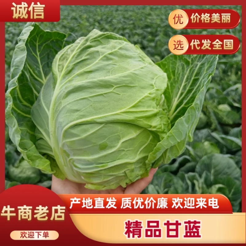 新野甘蓝绿甘蓝中甘甘蓝，品质好，产地直供量大从优