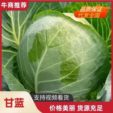 新野甘蓝绿甘蓝中甘甘蓝，品质好，产地直供量大从优
