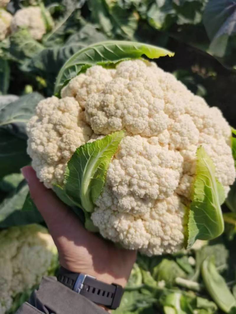 河南菜花有机松花菜白花花菜商超电商供代收代发代加工