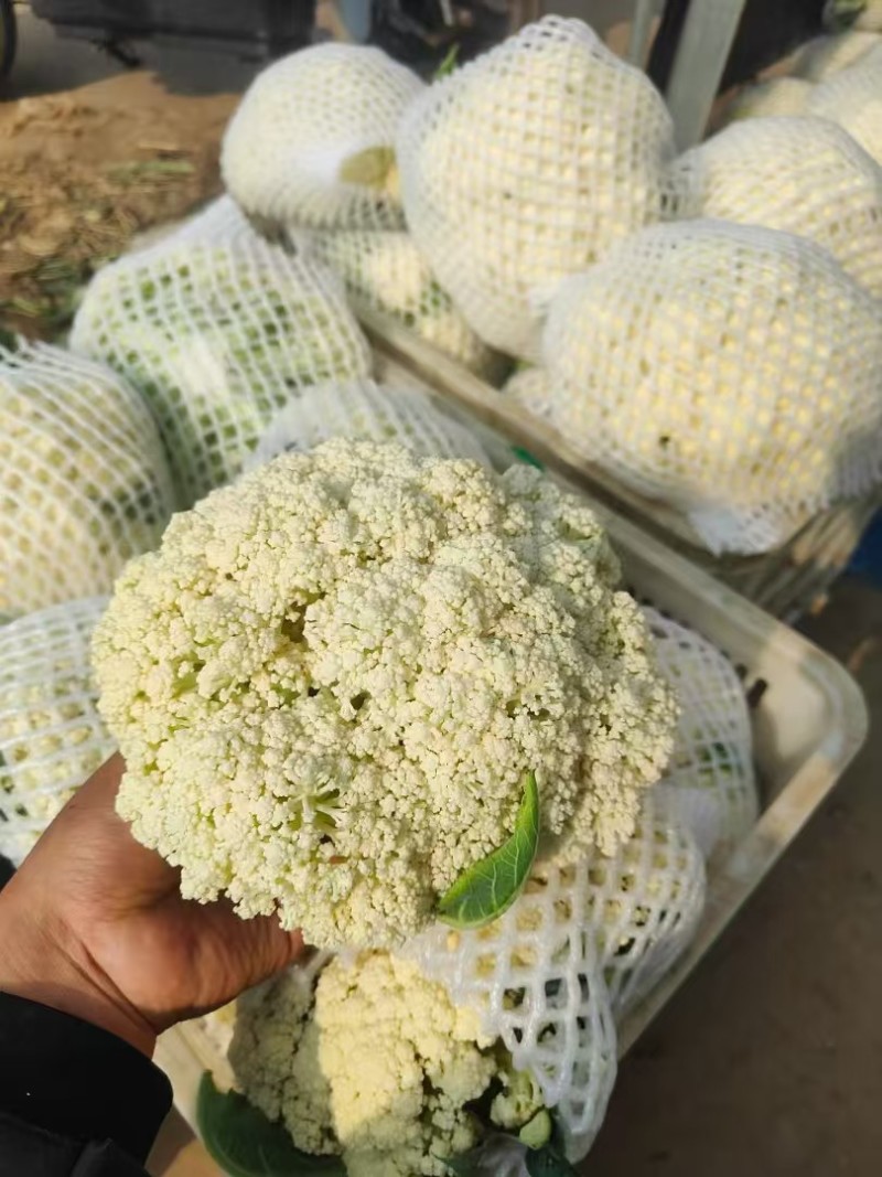 河南菜花有机松花菜白花花菜商超电商供代收代发代加工