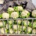 河南菜花有机松花菜白花花菜商超电商供代收代发代加工