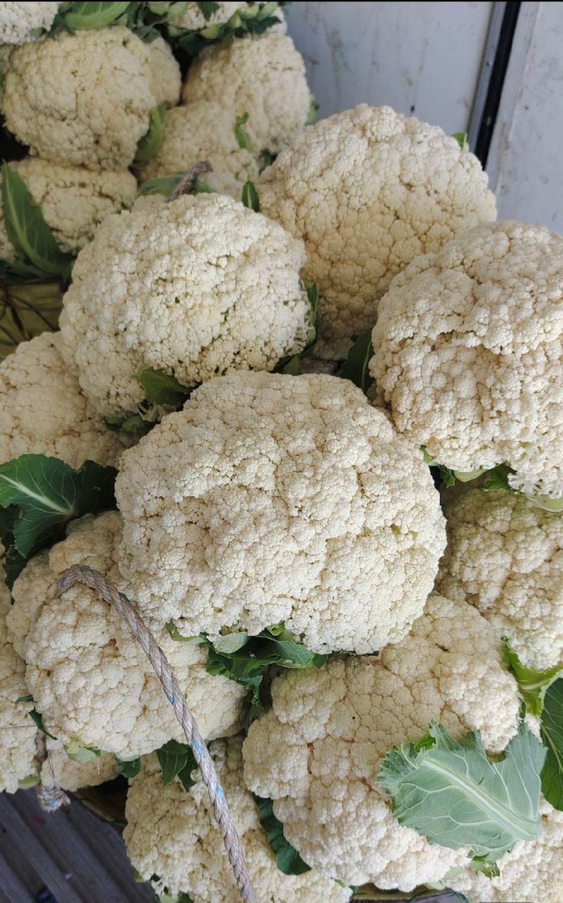 河南菜花有机松花菜白花花菜商超电商供代收代发代加工