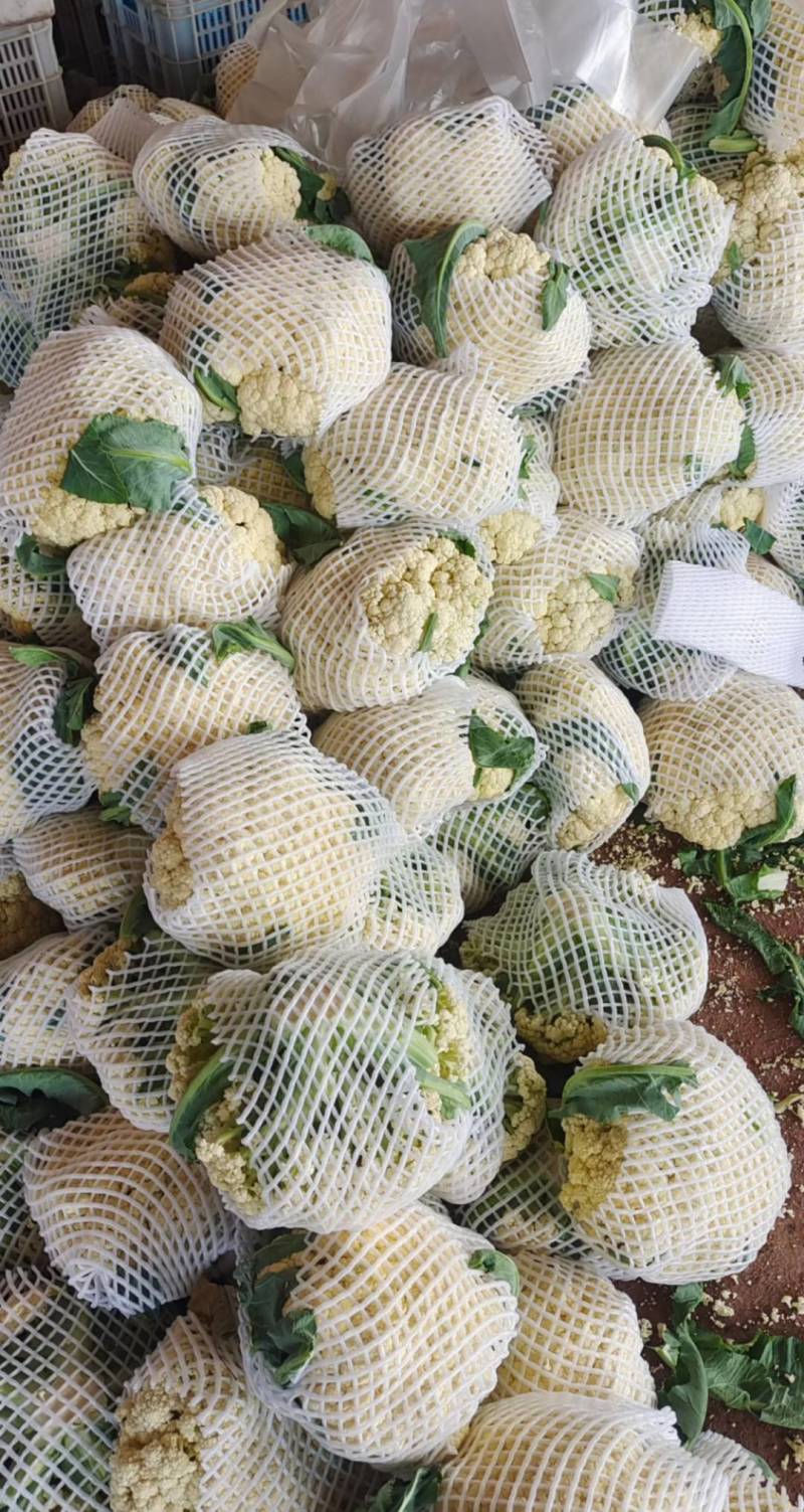 河南菜花有机松花菜白花花菜商超电商供代收代发代加工