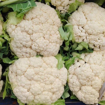 河南菜花有机松花菜白花花菜商超电商供代收代发代加工