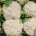 河南菜花有机松花菜白花花菜商超电商供代收代发代加工