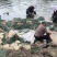 天然新鲜藠头电商供货随时可聊