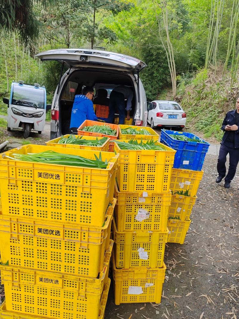 西岭雪山野韭菜