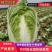 【精品黄心大白菜】大量供应加工厂新野白菜新鲜采摘保质保量