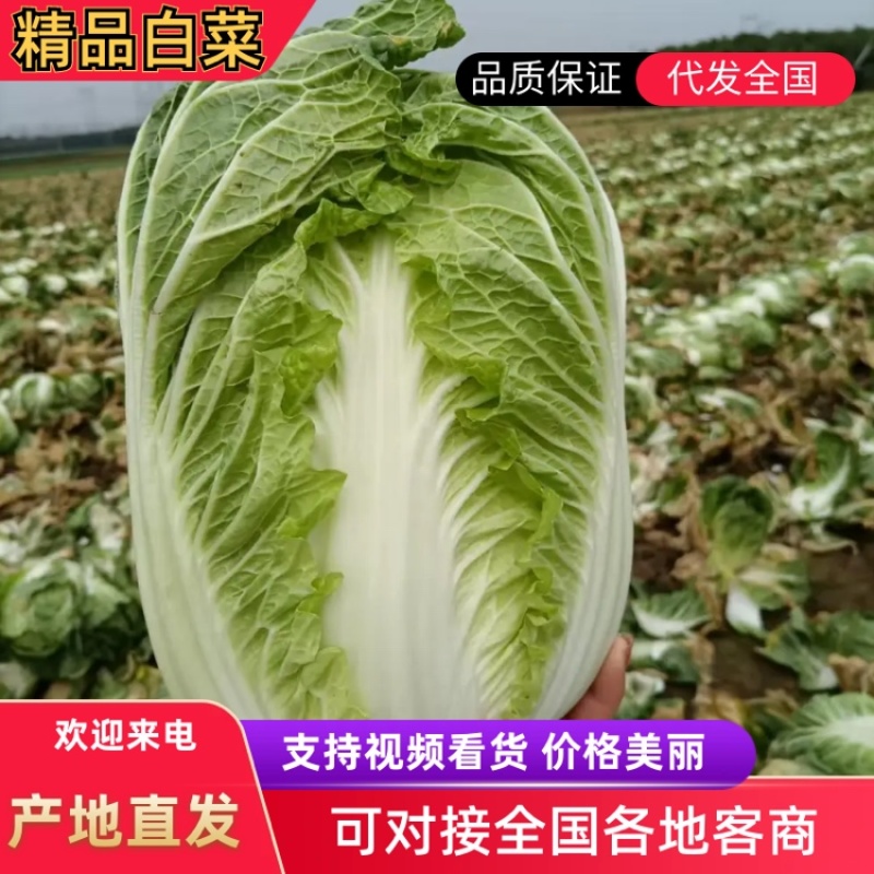 【精品黄心大白菜】大量供应加工厂新野白菜新鲜采摘保质保量