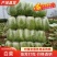 【精品黄心大白菜】大量供应加工厂新野白菜新鲜采摘保质保量