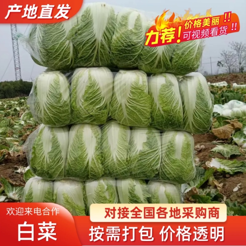 【精品黄心大白菜】大量供应加工厂新野白菜新鲜采摘保质保量