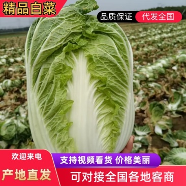 【精品黄心大白菜】大量供应加工厂新野白菜新鲜采摘保质保量