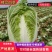 【精品黄心大白菜】大量供应加工厂新野白菜新鲜采摘保质保量