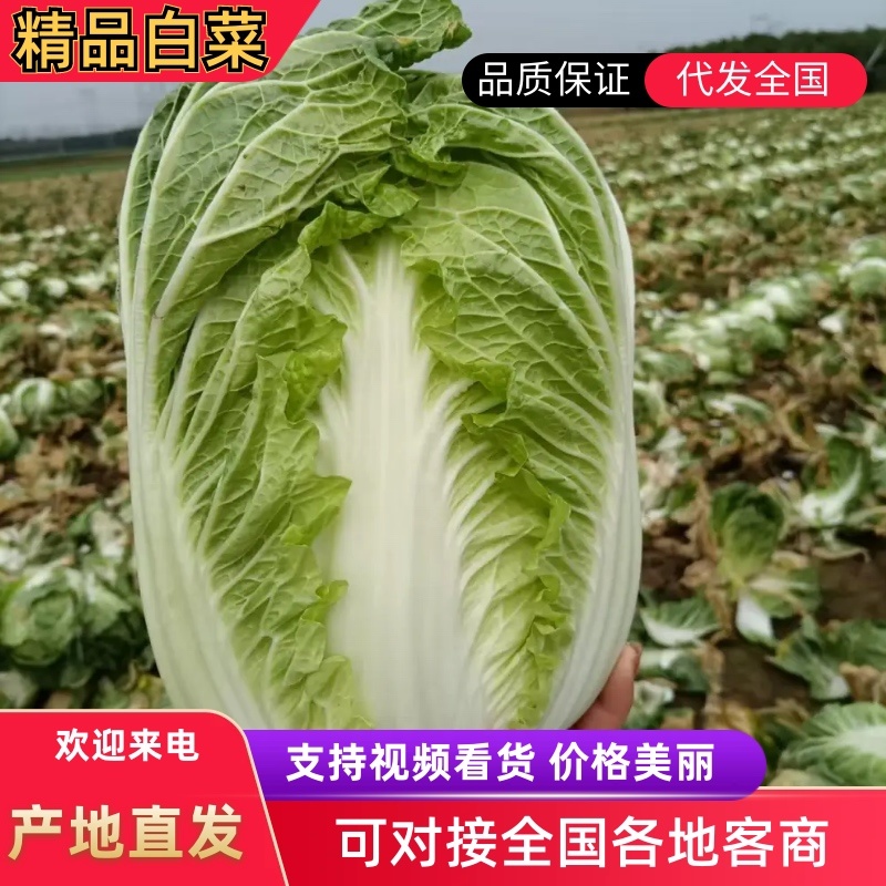 【精品黄心大白菜】大量供应加工厂新野白菜新鲜采摘保质保量
