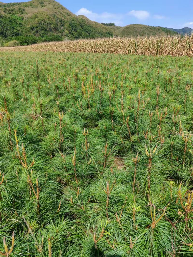 红松苗，又叫果松，二年苗四年苗，大颗粒，上山苗。