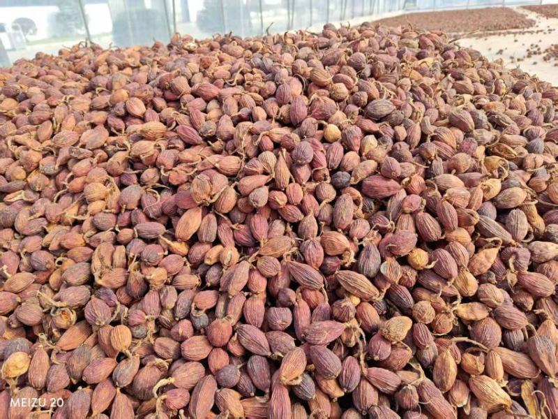 【精品】云南精品烤草果产地直供对接工厂商超档口