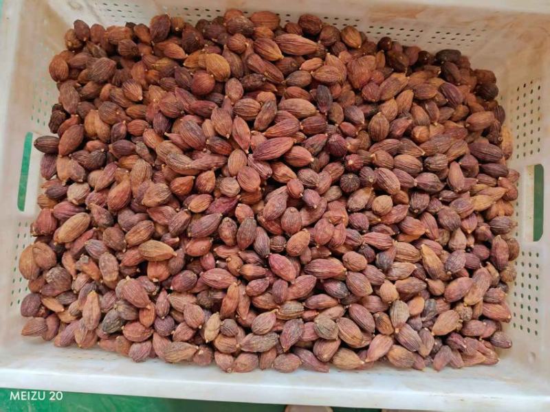 【精品】云南精品烤草果产地直供对接工厂商超档口