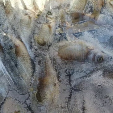 淡水饲料鲫鱼