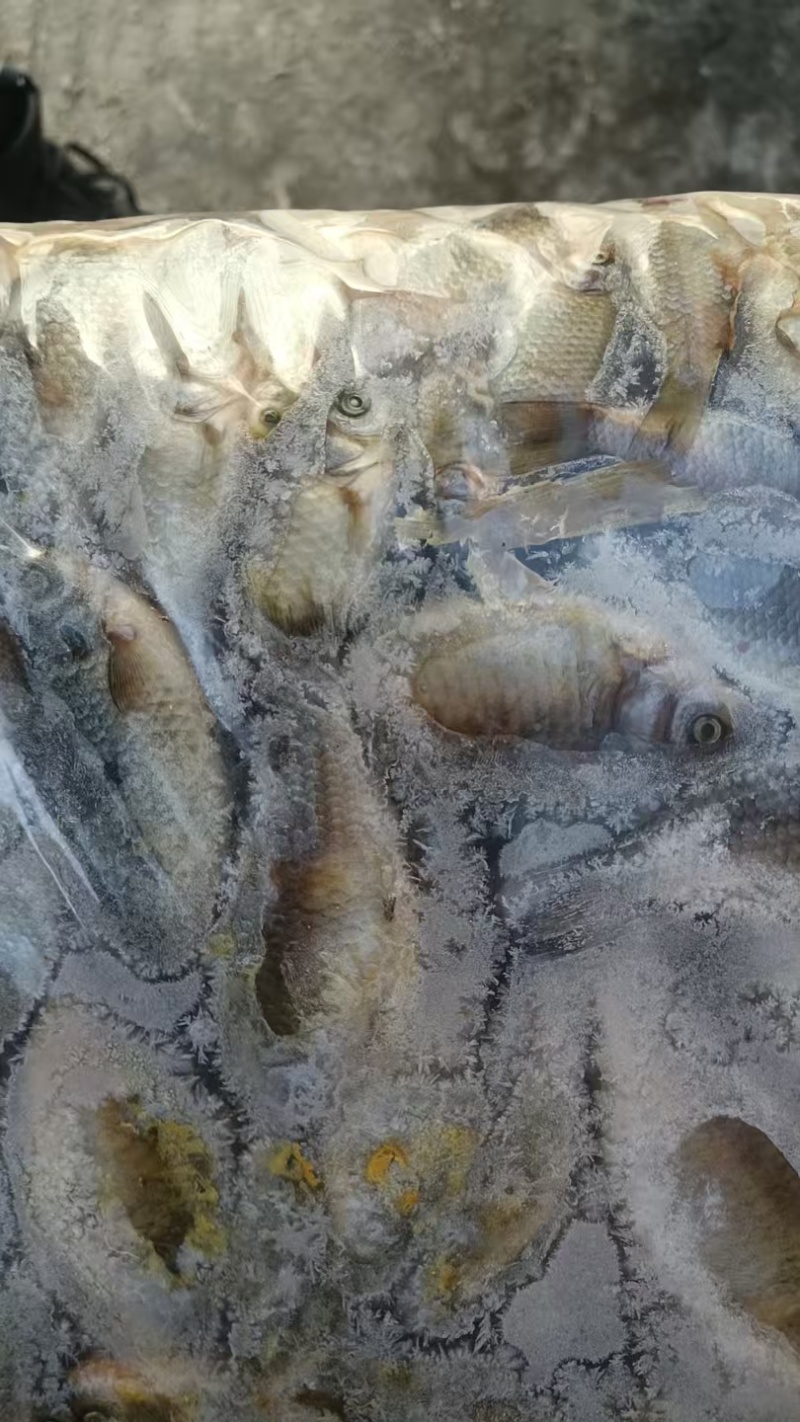 淡水饲料鲫鱼