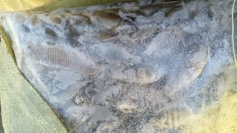 淡水饲料鲫鱼