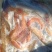 淡水饲料鲫鱼