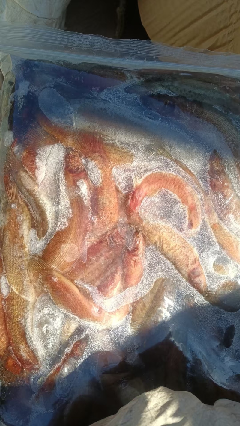 淡水饲料鲫鱼