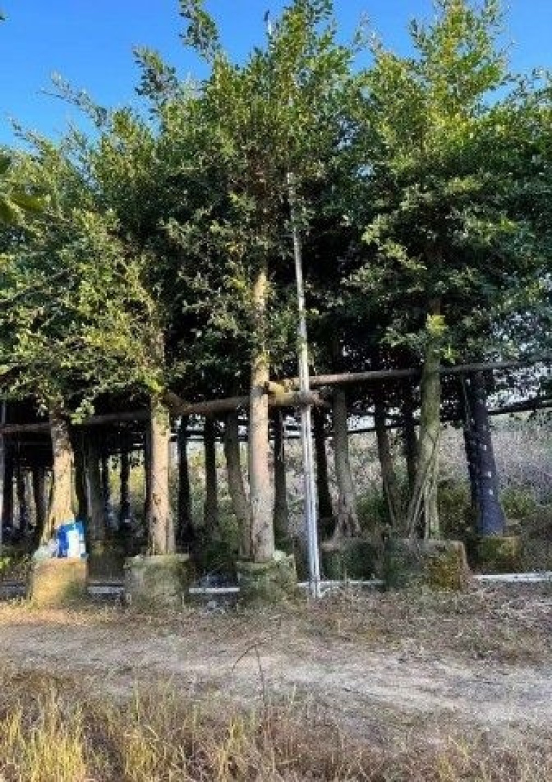 小叶榕细叶榕地苗袋苗5-30公分集全风景树高度可定制