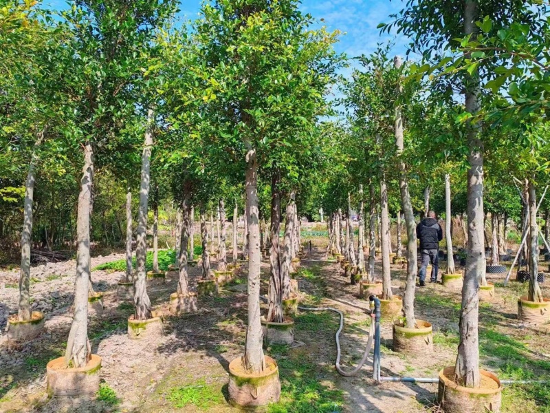 小叶榕细叶榕地苗袋苗5-30公分集全风景树高度可定制