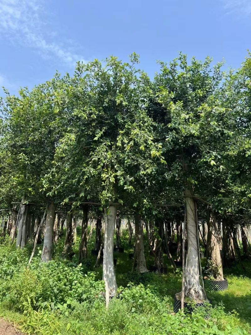 小叶榕细叶榕地苗袋苗5-30公分集全风景树高度可定制