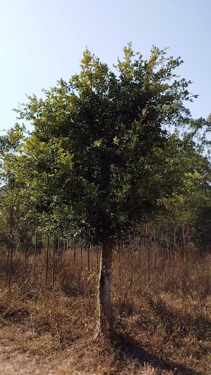 小叶榕细叶榕地苗袋苗5-30公分集全风景树高度可定制