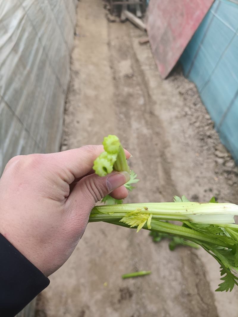 西芹大量供应，产地直发，工厂货，市场货，