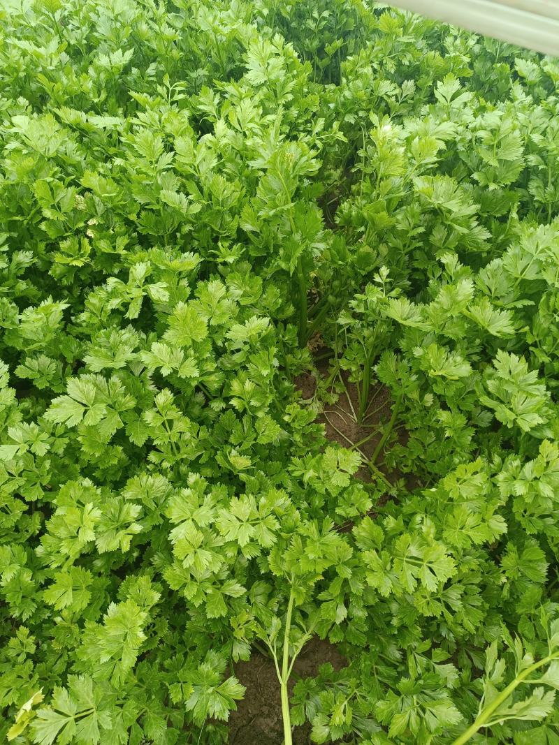西芹大量供应，产地直发，工厂货，市场货，