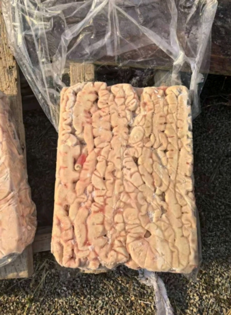 预煮肥肠10%的油和百分之20%带油干货