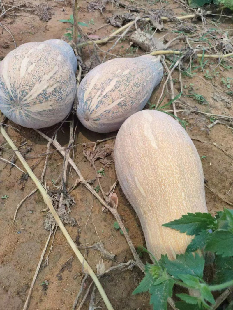 精品推荐密本南瓜基地直发对接电商市场商超