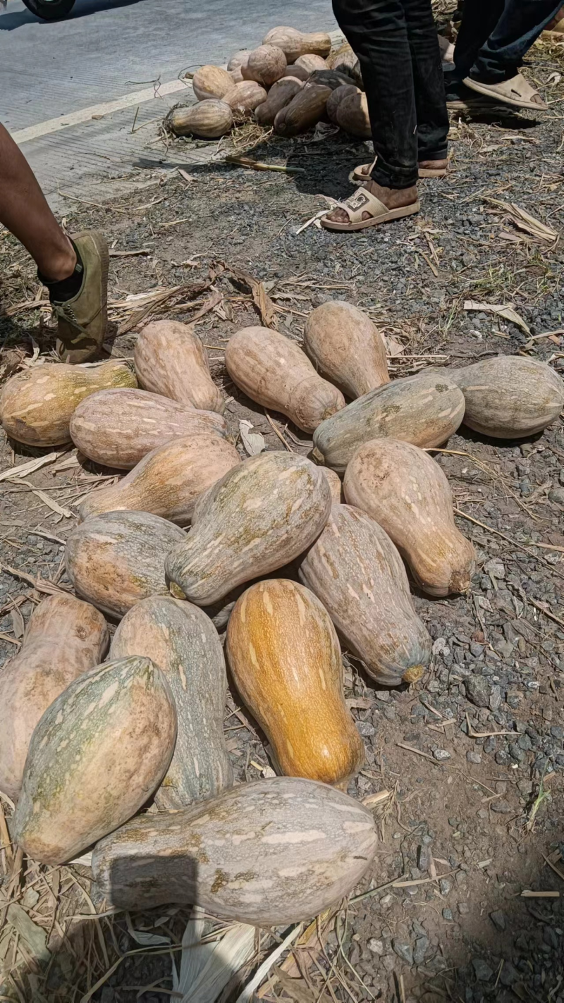 精品推荐密本南瓜基地直发对接电商市场商超