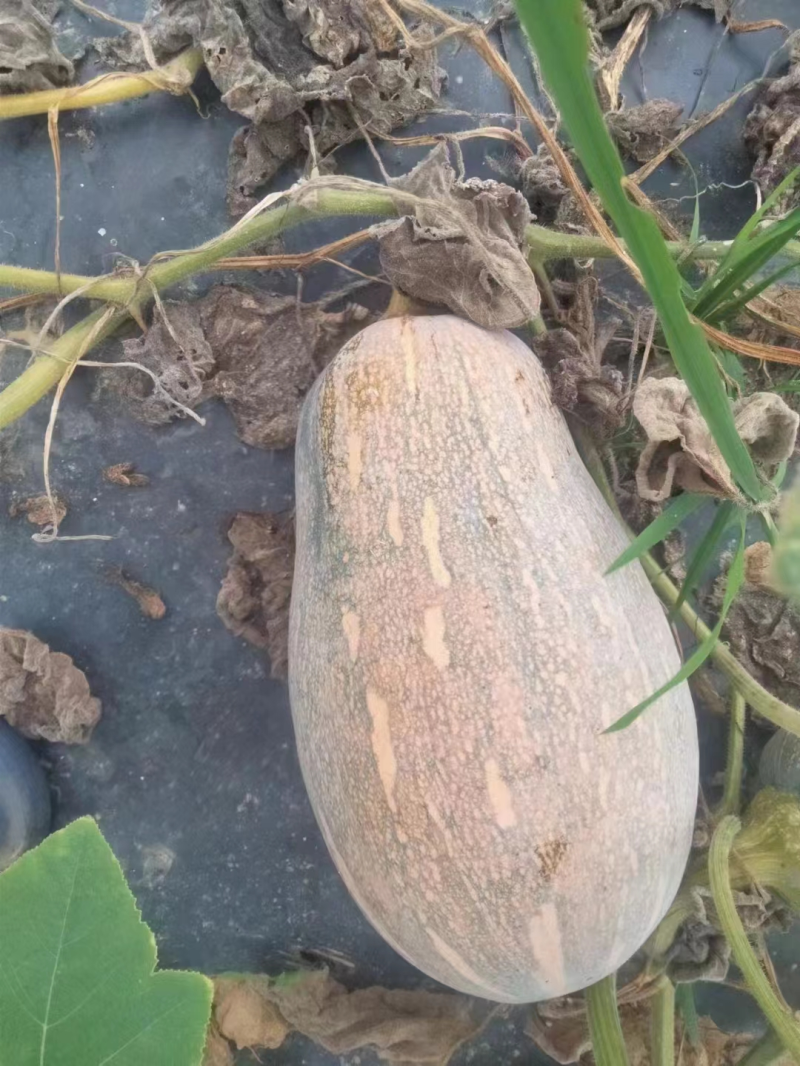 精品推荐密本南瓜基地直发对接电商市场商超