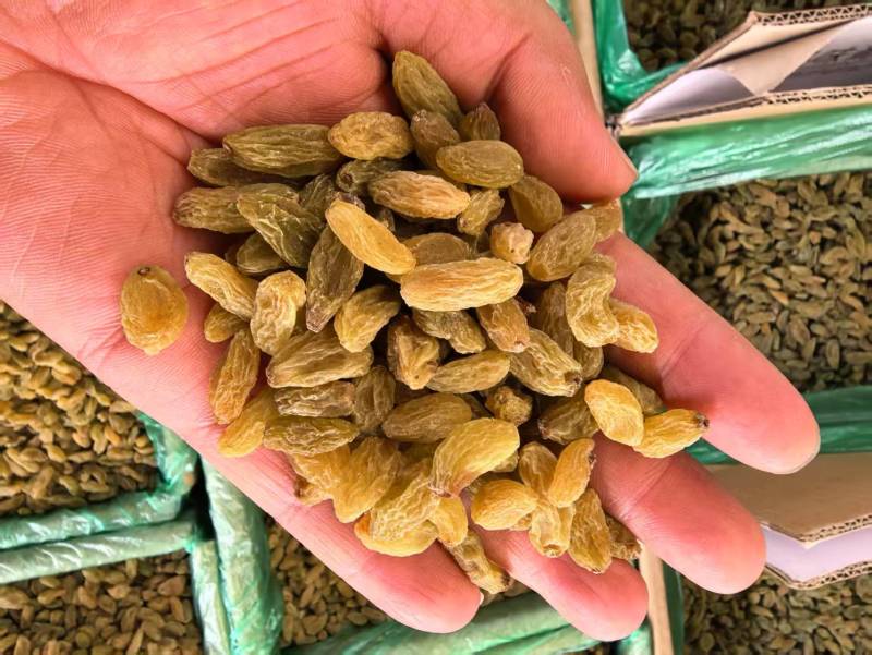 葡萄干新货厂家直供颗粒干净供电商批发商