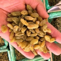 葡萄干新货厂家直供颗粒干净供电商批发商