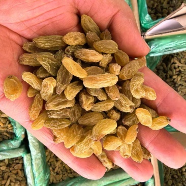 葡萄干新货厂家直供颗粒干净供电商批发商