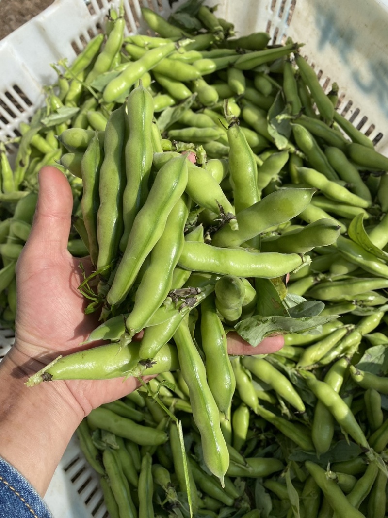 精品蚕豆